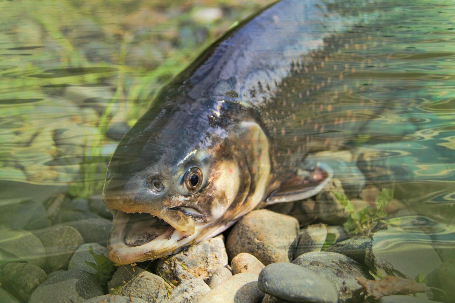 nature photography wildlife fishing fisherman amphibian 914856 pxhere.com 