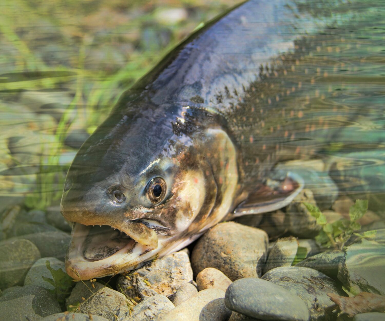 nature photography wildlife fishing fisherman amphibian 914856 pxhere.com 