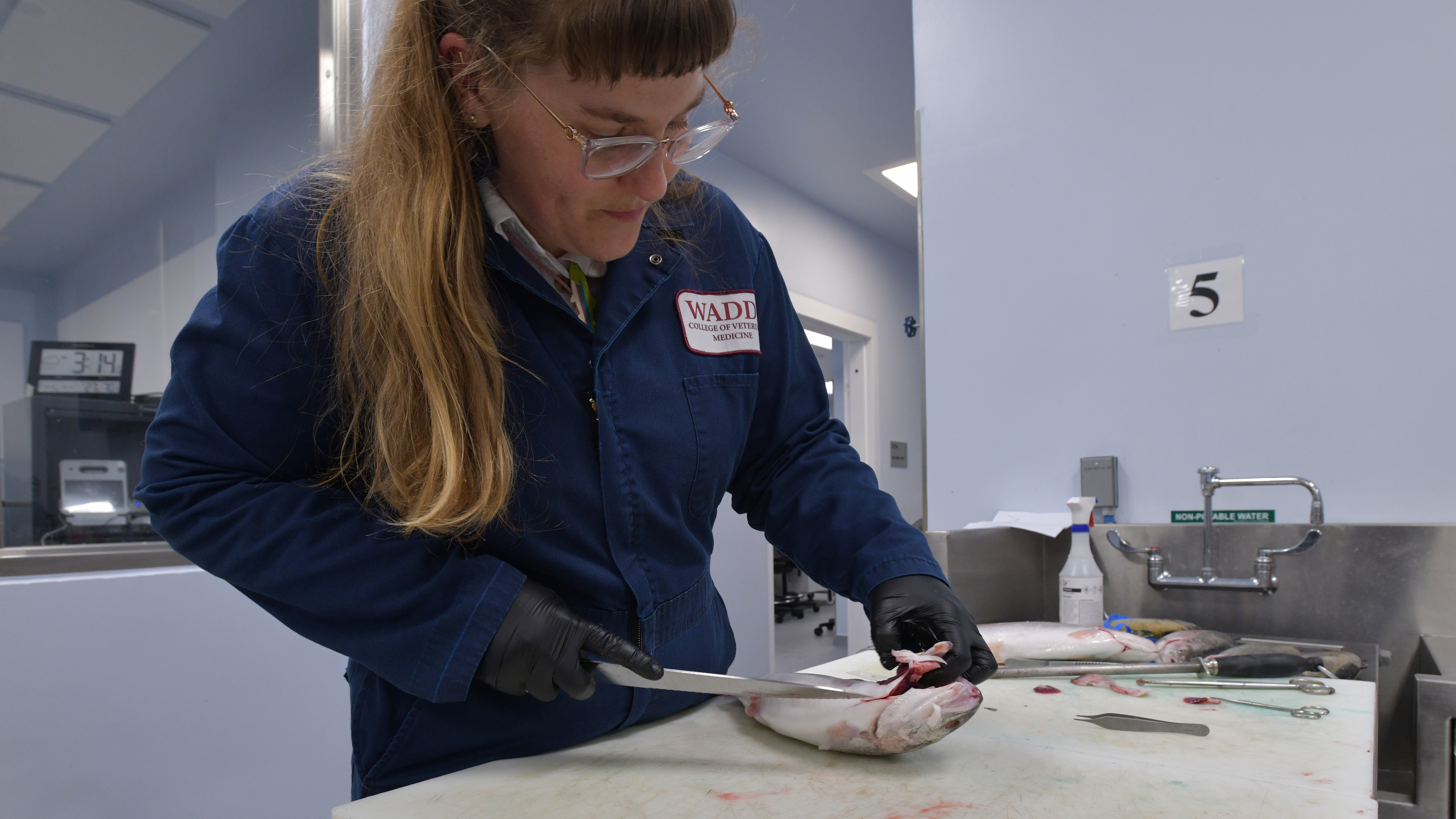 WSU Steelhead Salmon Necropsy 016 DSC 9124 (2) Nora Hickey